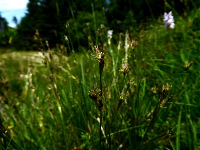Juncus squarrosus L., 1753