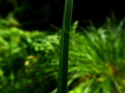 Carex paniculata L., 1755