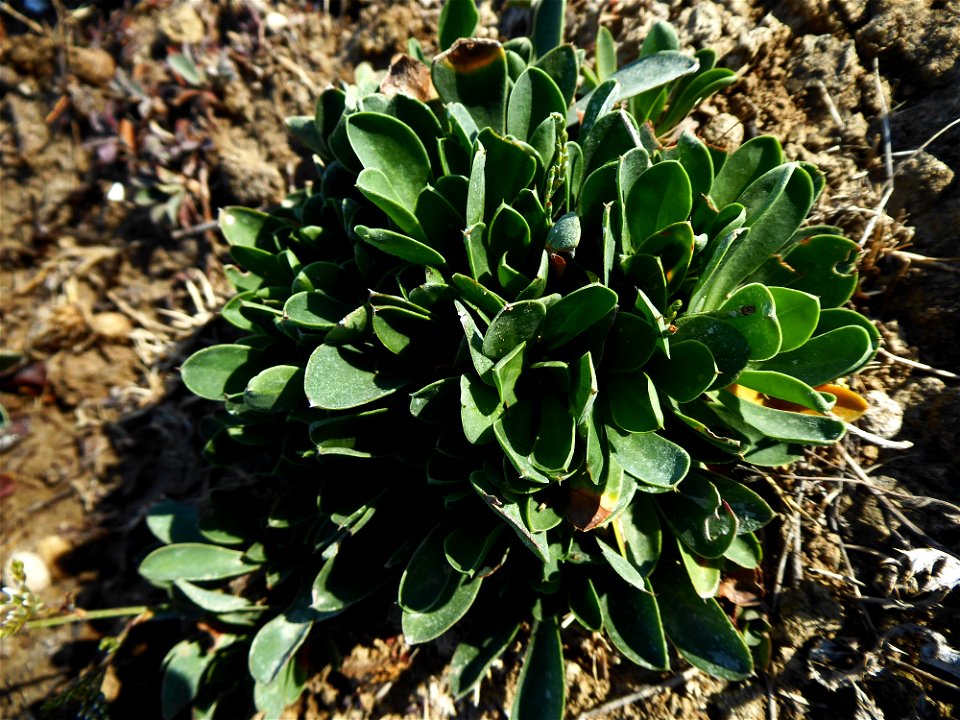 Limonium dodartii (Girard) Kuntze, 1891