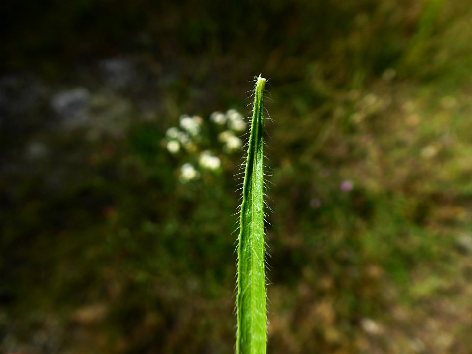 Erigeron canadensis L., 1753