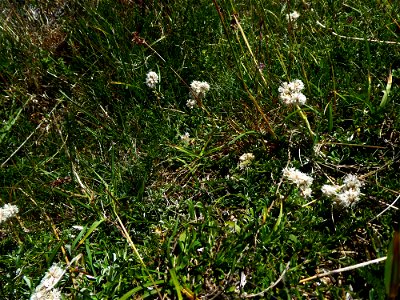 Antennaria dioica (L.) Gaertn., 1791