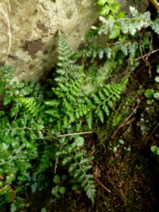 Asplenium obovatum subsp. billotii (F.W.Schultz) O.Bolòs, Vigo, Massales & Ninot, 1990