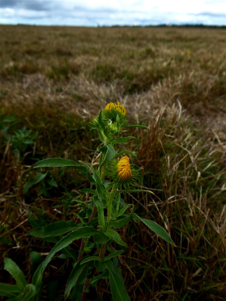 Inula britannica L., 1753
