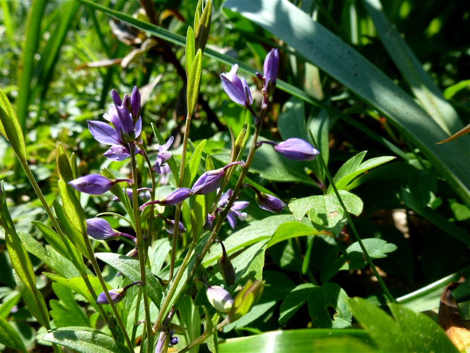 Polygala serpyllifolia Hose, 1797