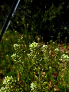 Lepidium campestre (L.) W.T.Aiton, 1812