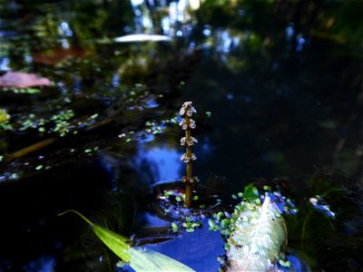 Myriophyllum spicatum L., 1753