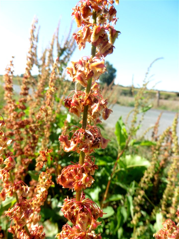 Rumex obtusifolius L., 1753