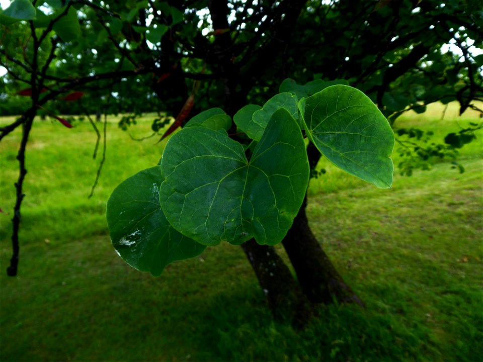 Cercis siliquastrum L., 1753