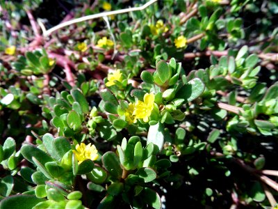 Portulaca oleracea L., 1753