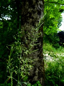 Arrhenatherum elatius (L.) P.Beauv. ex J.Presl & C.Presl, 1819