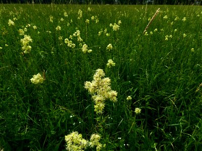 Filipendula ulmaria (L.) Maxim., 1879