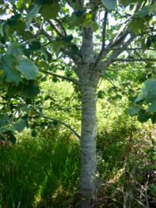 Tilia tomentosa Moench, 1785