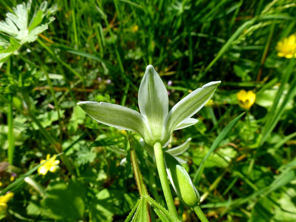 Ornithogalum umbellatum L., 1753