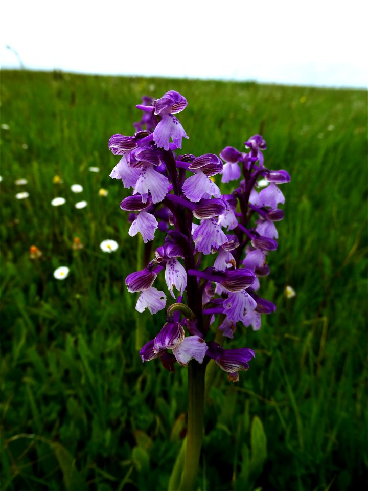 Anacamptis morio (L.) R.M.Bateman, Pridgeon & M.W.Chase, 1997