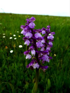 Anacamptis morio (L.) R.M.Bateman, Pridgeon & M.W.Chase, 1997
