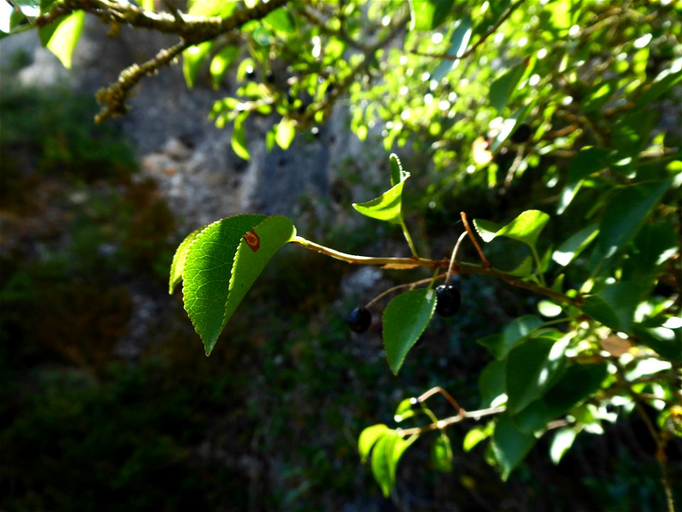 Prunus mahaleb L., 1753