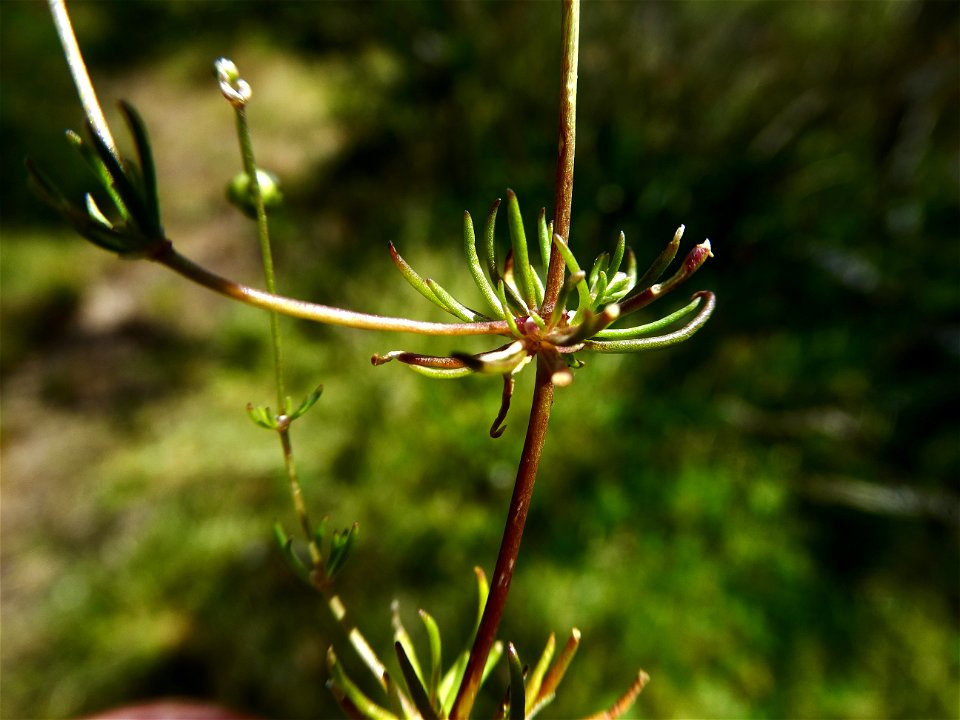 Spergula morisonii Boreau, 1847