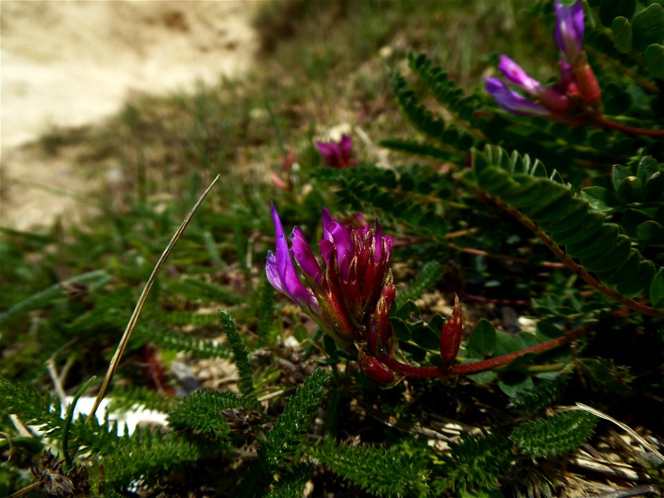 Astragalus monspessulanus L., 1753