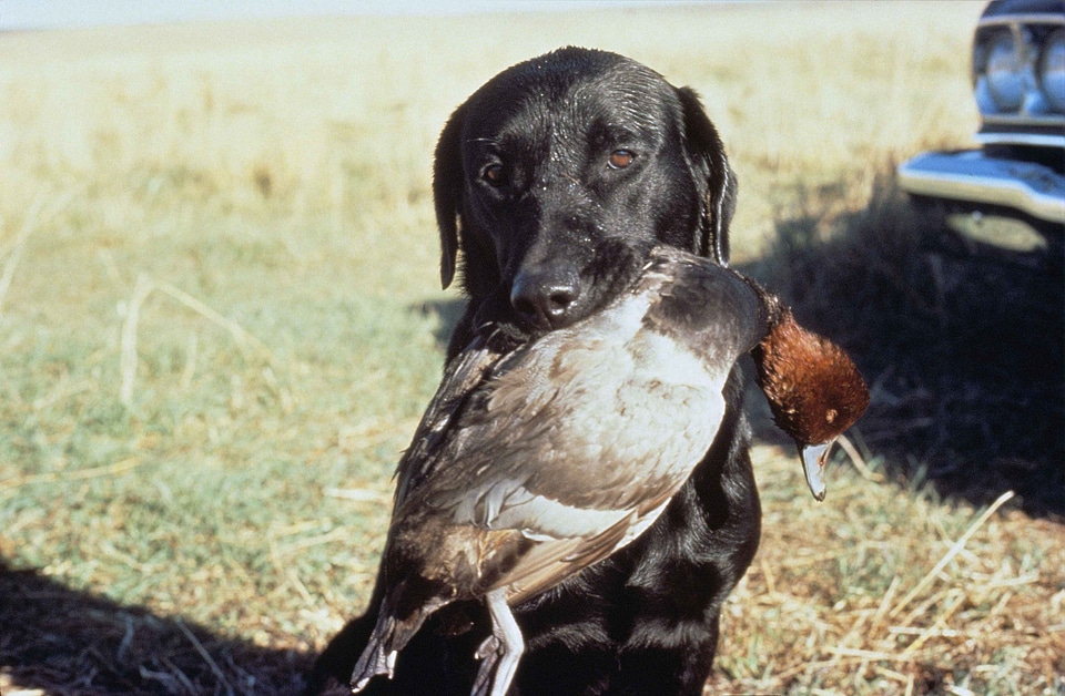 Cane duck holding