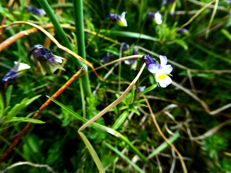 Viola kitaibeliana Schult., 1819