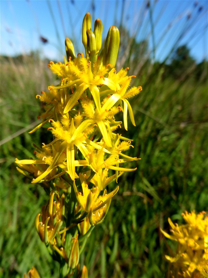 Narthecium ossifragum (L.) Huds., 1762