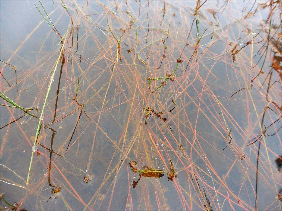Juncus bulbosus L., 1753