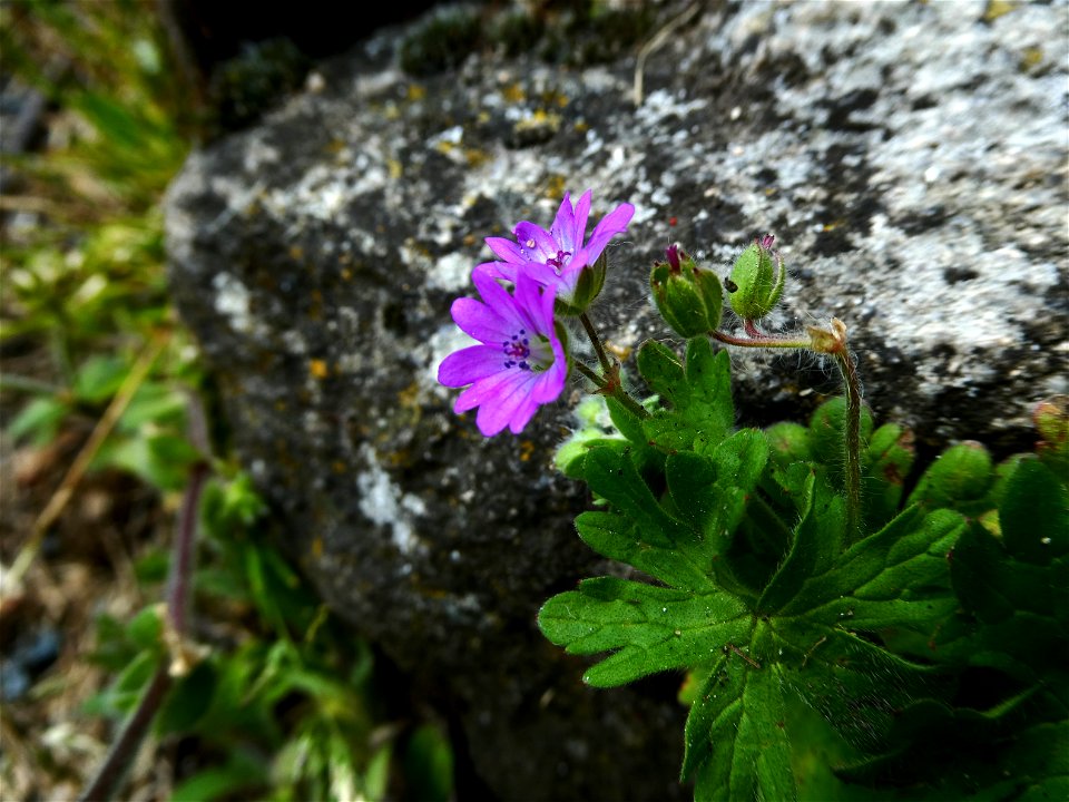 Geranium molle L., 1753