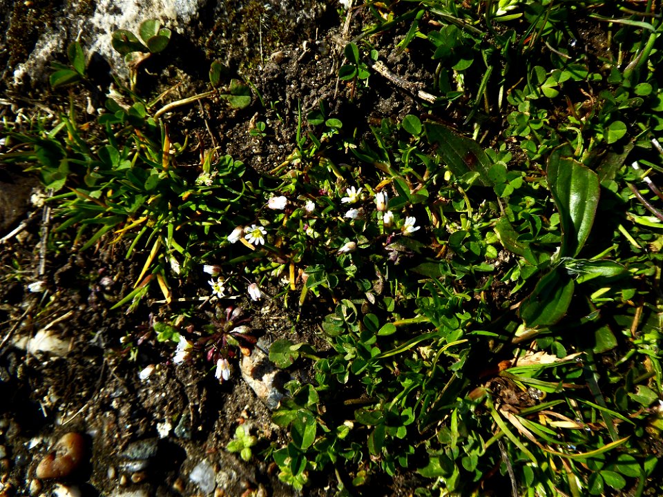 Draba verna L., 1753
