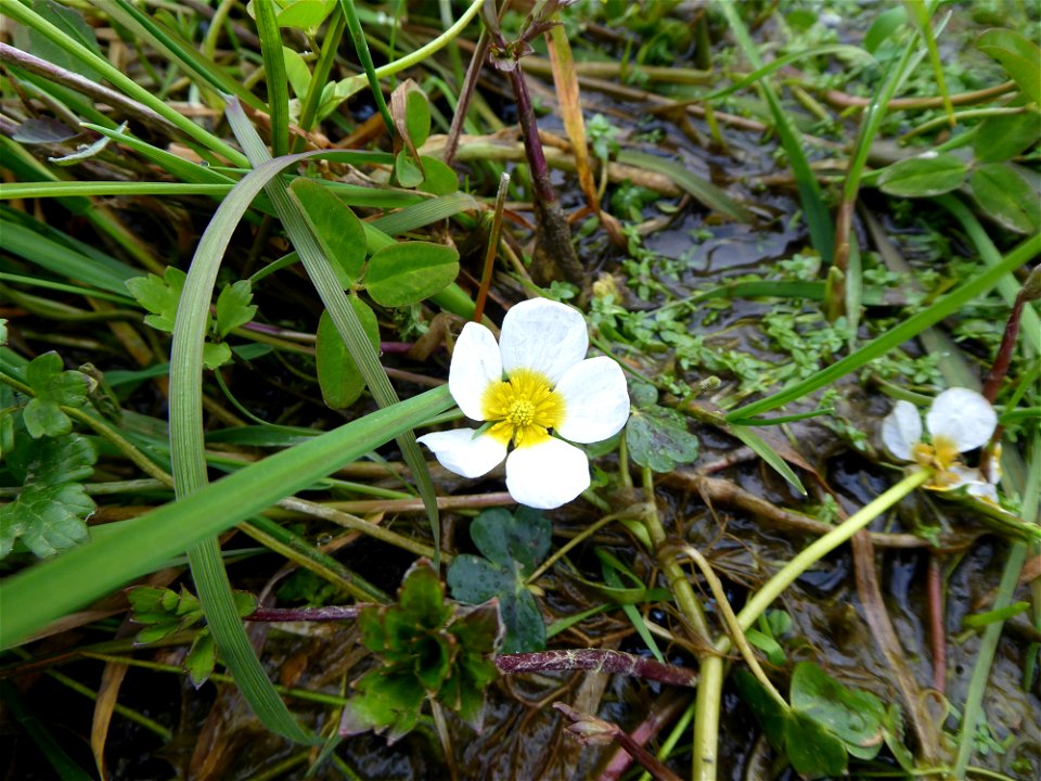 Ranunculus peltatus subsp. peltatus Schrank, 1789