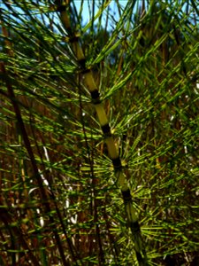 Equisetum telmateia Ehrh., 1783