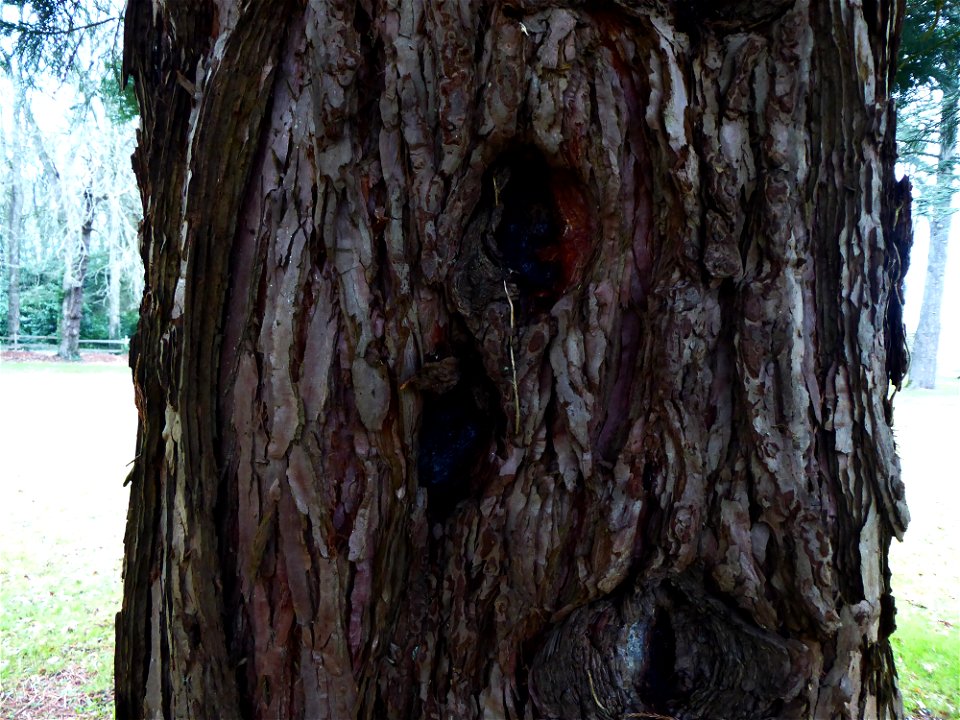 Sequoiadendron giganteum (Lindl.) J.Buchholz, 1939