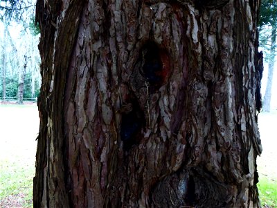 Sequoiadendron giganteum (Lindl.) J.Buchholz, 1939