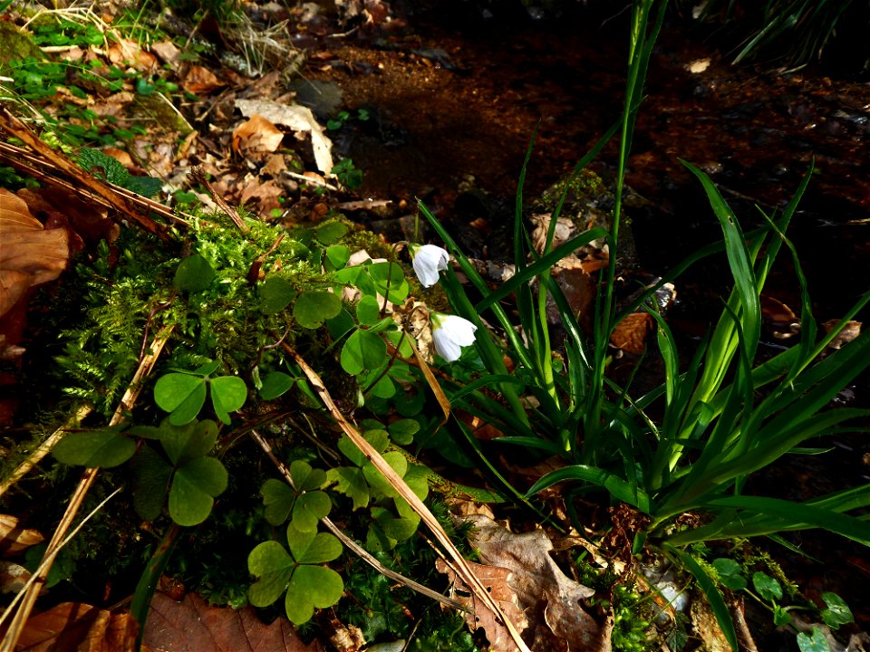 Oxalis acetosella L., 1753