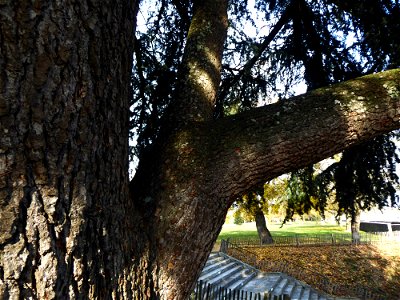 Cedrus cf.atlantica (Manetti ex Endl.) Carrière, 1855