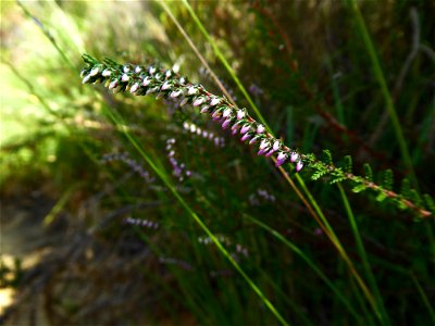 Calluna vulgaris (L.) Hull, 1808