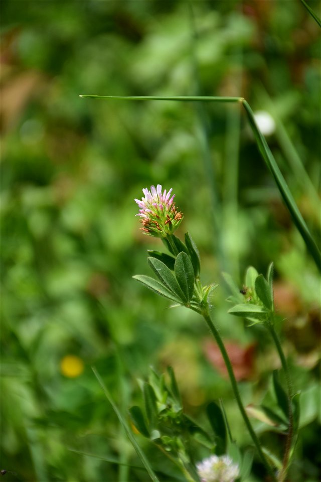 Trifolium squamosum L., 1759