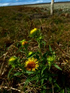 Inula britannica L., 1753