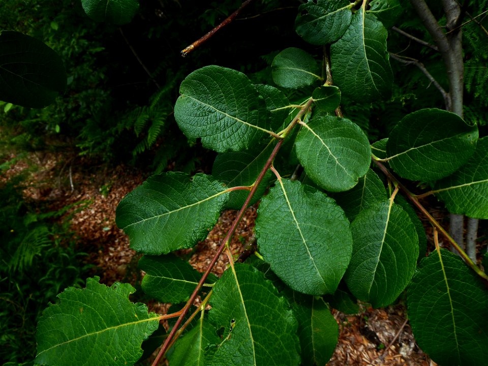 Salix caprea L., 1753