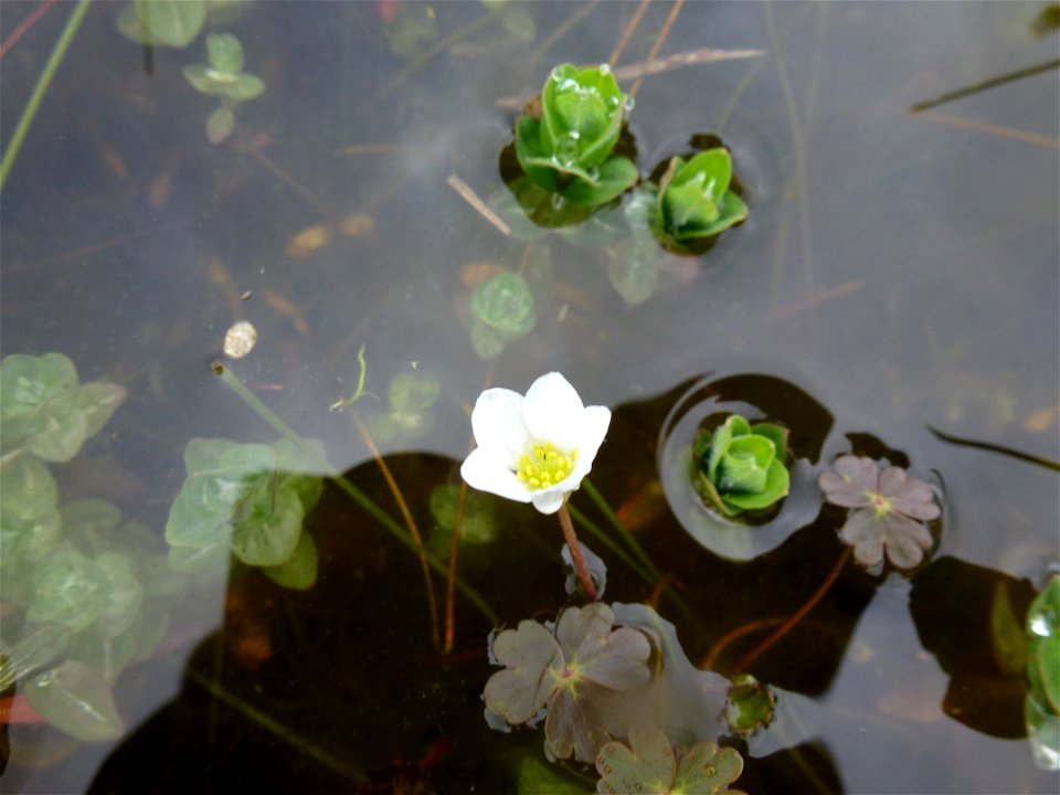 Ranunculus ololeucos J.Lloyd, 1844