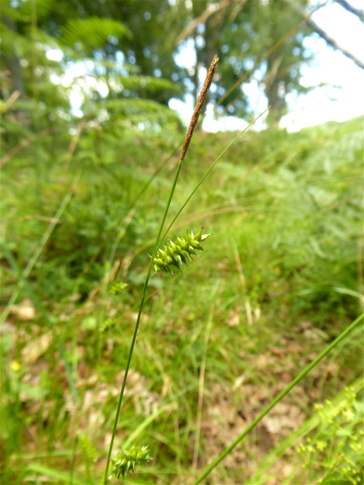 Carex hostiana DC., 1813