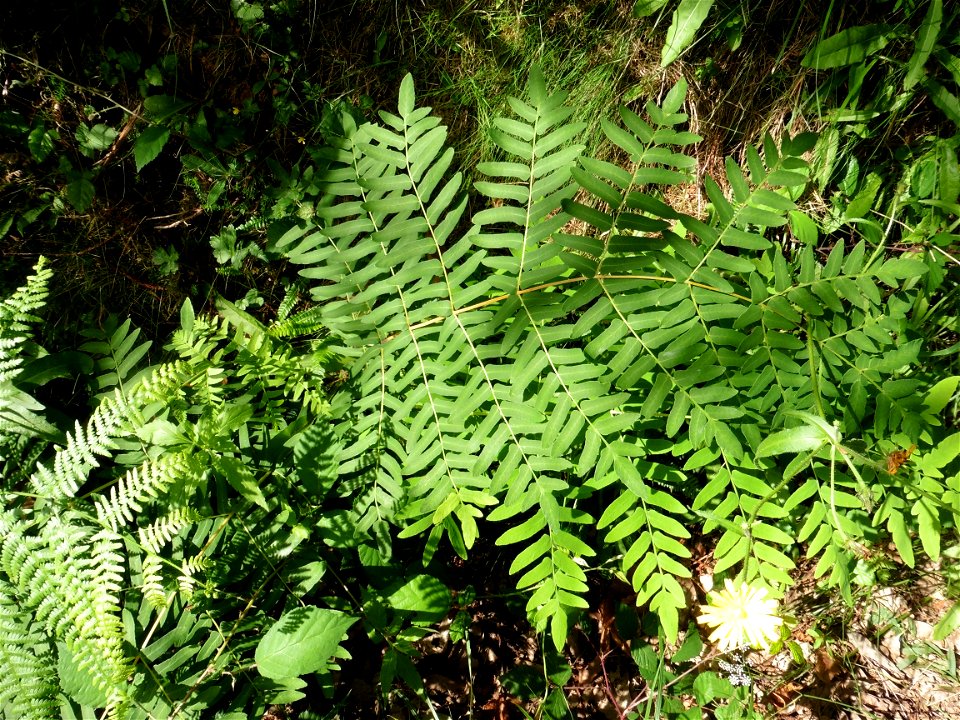Osmunda regalis L., 1753