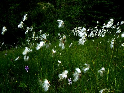 Eriophorum latifolium Hoppe, 1800