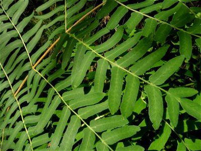 Osmunda regalis L., 1753