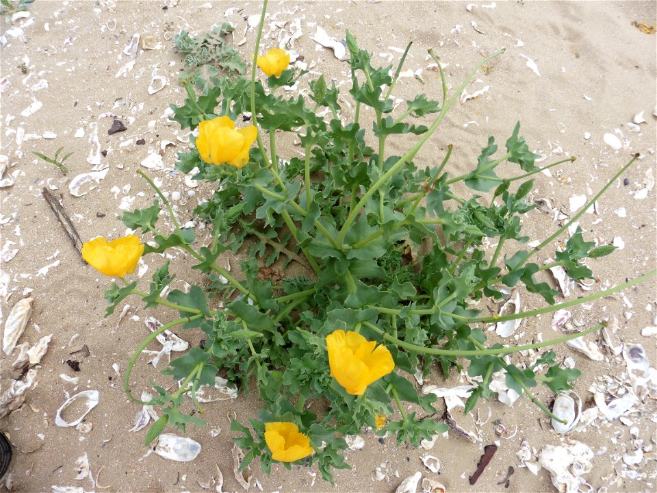 Glaucium flavum Crantz, 1763