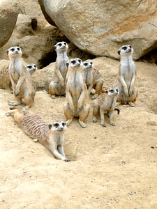 Sand desert attention