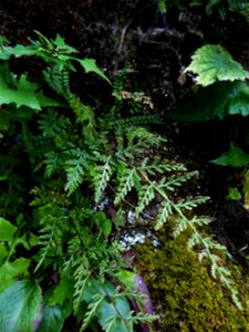 Asplenium obovatum subsp. billotii (F.W.Schultz) O.Bolòs, Vigo, Massales & Ninot, 1990