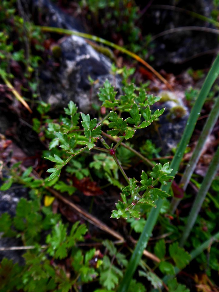 Oreoselinum nigrum Delarbre, 1800