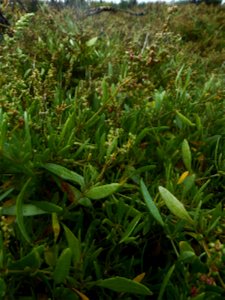 Halimione portulacoides (L.) Aellen, 1938
