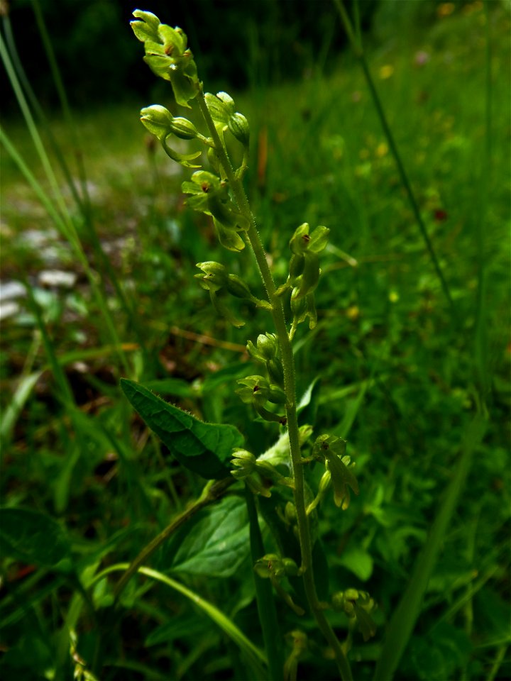 Neottia ovata (L.) Bluff & Fingerh., 1837