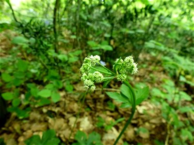 Sanicula europaea L., 1753